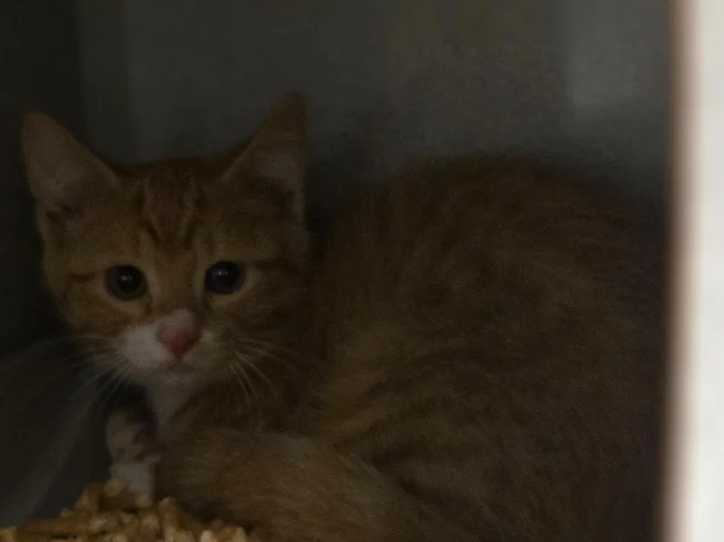 A baby large-sized female Domestic Short Hair cat named Drizzle for adoption in Viroqua, WI