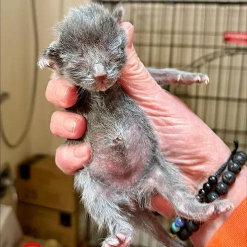 A baby small-sized female Gray / Blue / Silver Domestic Short Hair cat named Cera for adoption in Springfield, OR