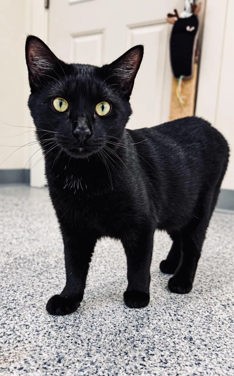A young medium-sized male Black Domestic Short Hair cat named Grizzly for adoption in Cherryfield, ME