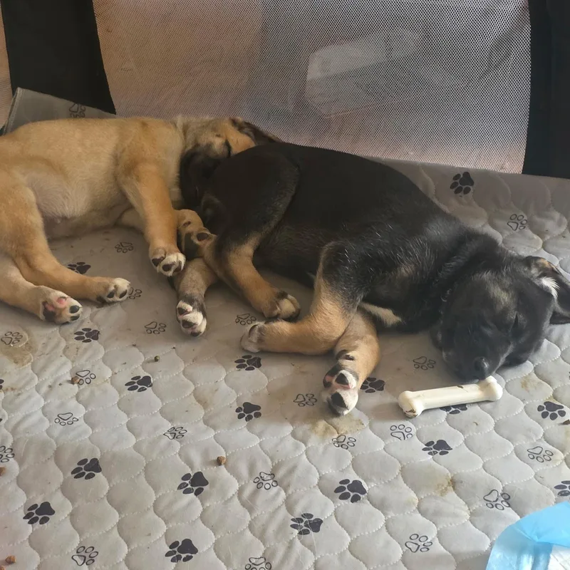 A baby medium-sized female Black German Shepherd Dog dog named Bunny for adoption in DAVIS, CA
