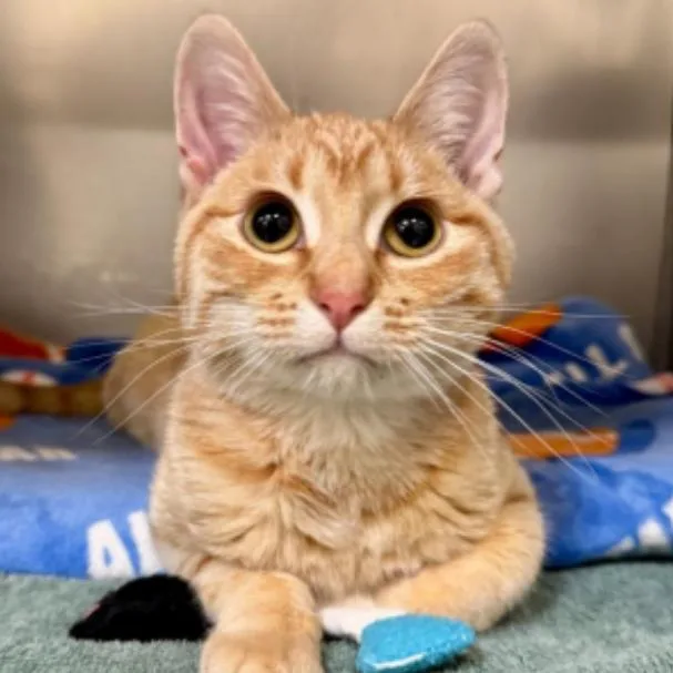 A young medium-sized male Orange / Red Domestic Short Hair cat named Phil for adoption in Sheridan, WY
