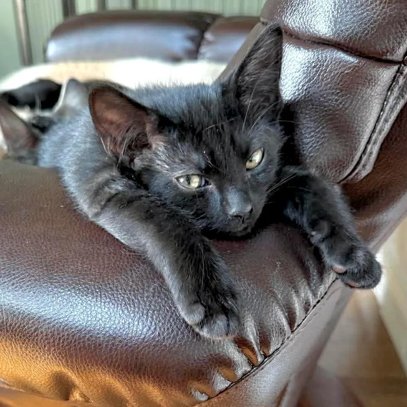 A baby medium-sized male Domestic Short Hair cat named Bat for adoption in Muskego, WI