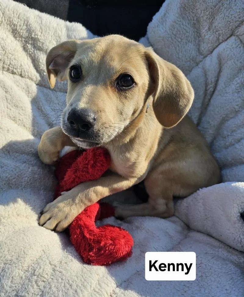 A baby large-sized male Yellow / Tan / Blond / Fawn Mixed Breed dog named Kenny for adoption in Lansing, MI