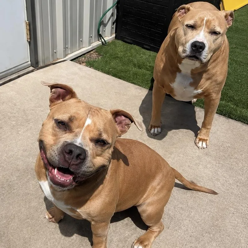 A senior large-sized female Yellow / Tan / Blond / Fawn Pit Bull Terrier dog named Honey for adoption in Dallas, TX