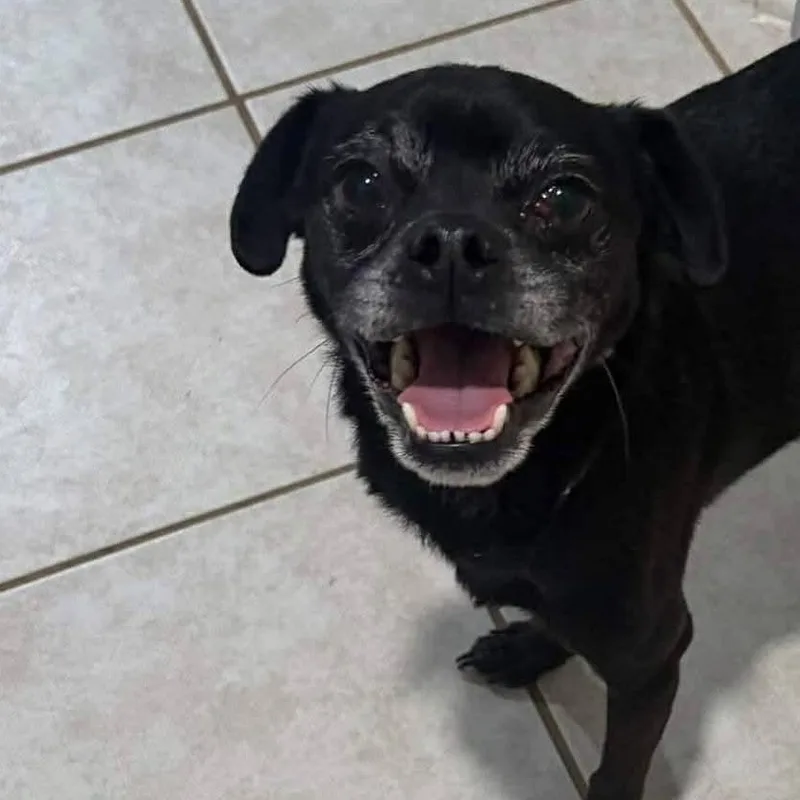 A young small-sized male Black Pug dog named Ollie for adoption in Guilford, CT