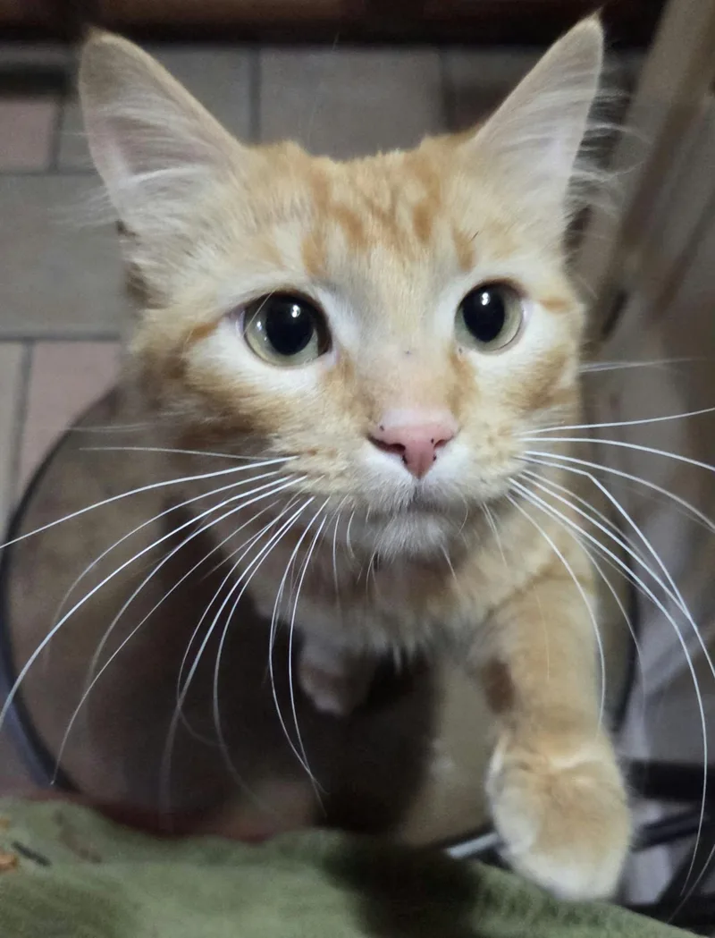 A young medium-sized female Domestic Medium Hair cat named Clementine for adoption in Clay, NY