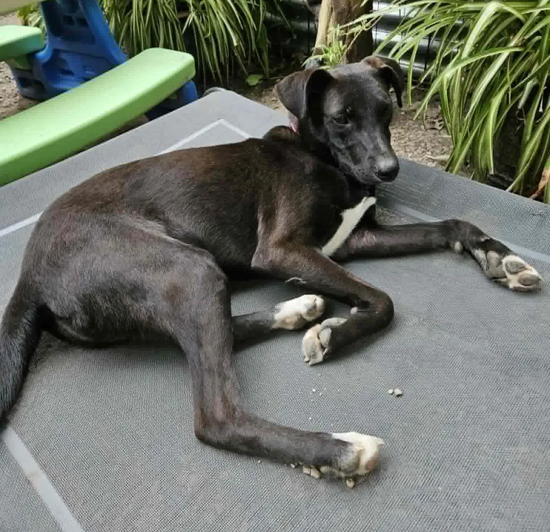 A young medium-sized female Black Labrador Retriever dog named Dolly for adoption in Crown Point, IN