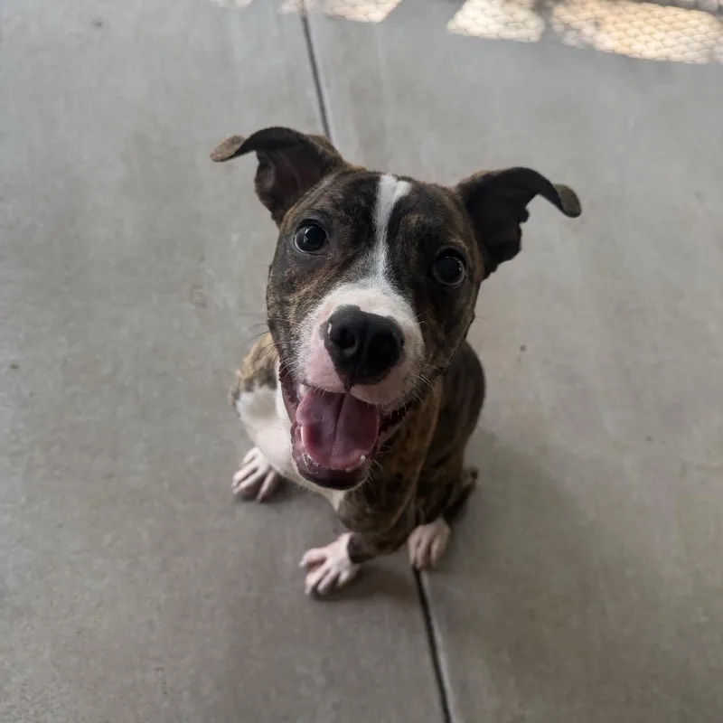 A young medium-sized male Brown / Chocolate Mixed Breed dog named Malik for adoption in Binghamton, NY