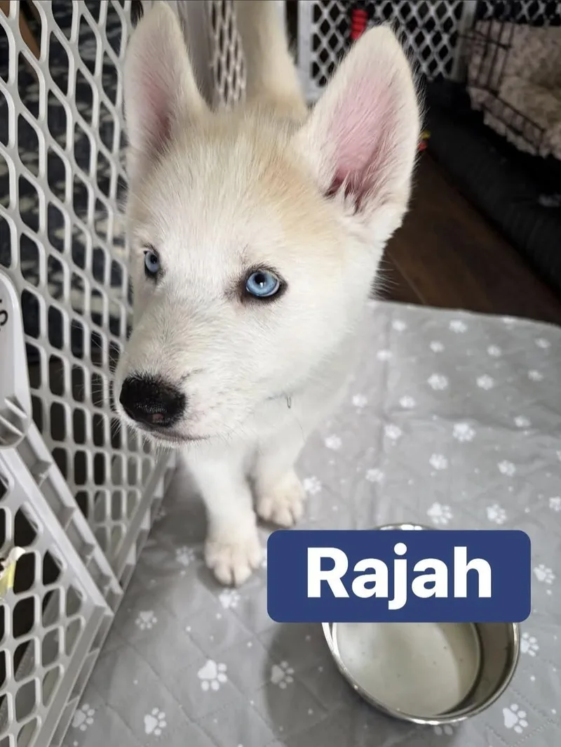 Rajah