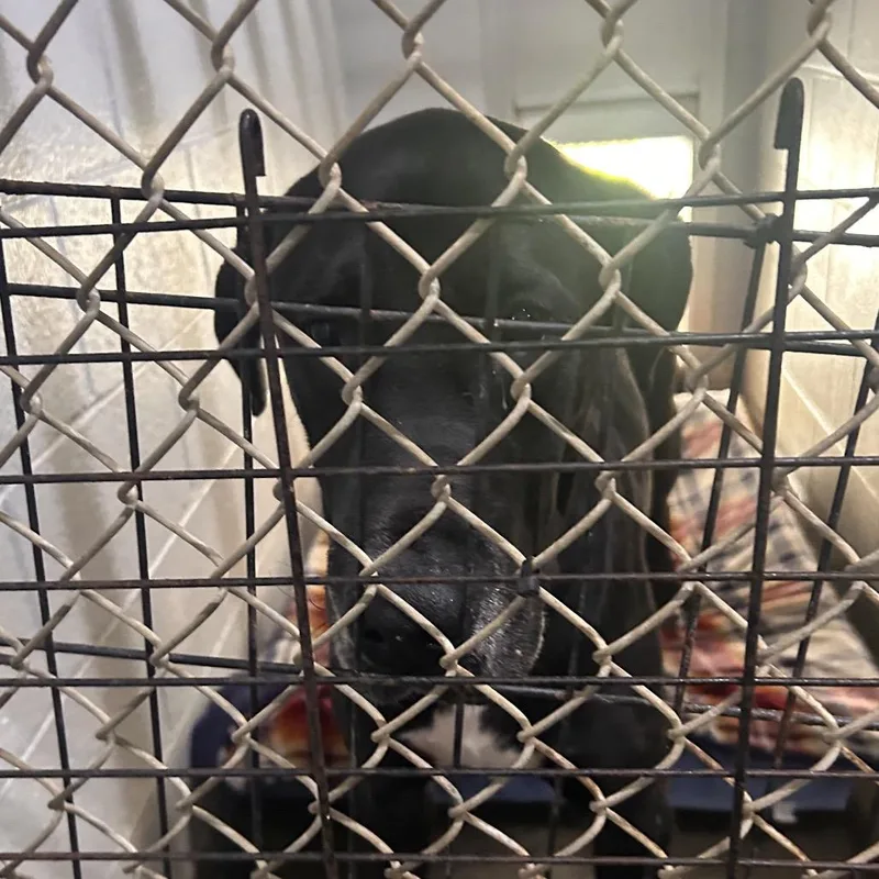 A senior extra large-sized male Black Mixed Breed dog named Bingo for adoption in Summerville, SC