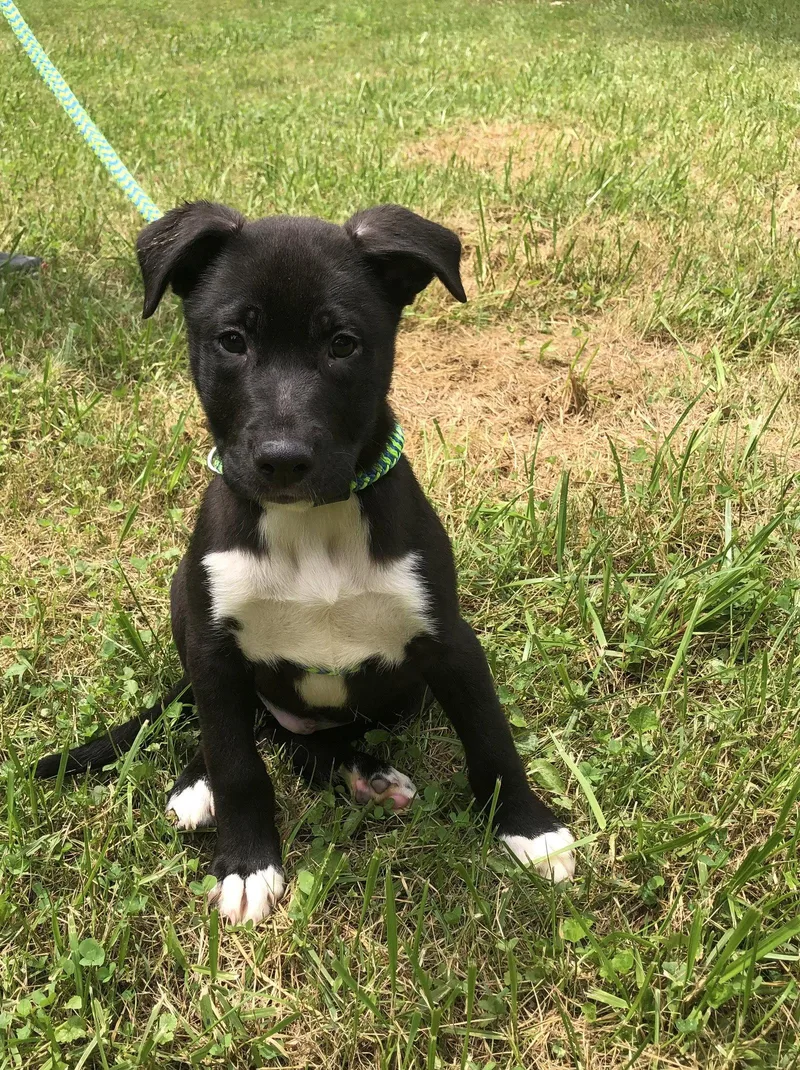 A baby large-sized male Pit Bull Terrier dog named Hallomi for adoption in Elkins, WV