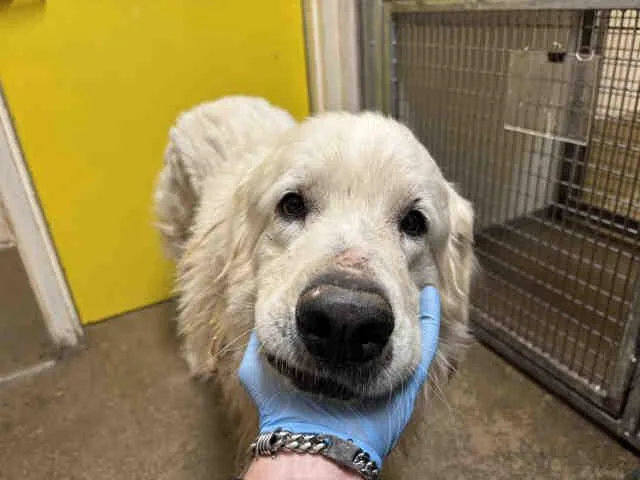 An adult medium-sized male Great Pyrenees dog named Bruce for adoption in Bonita, CA