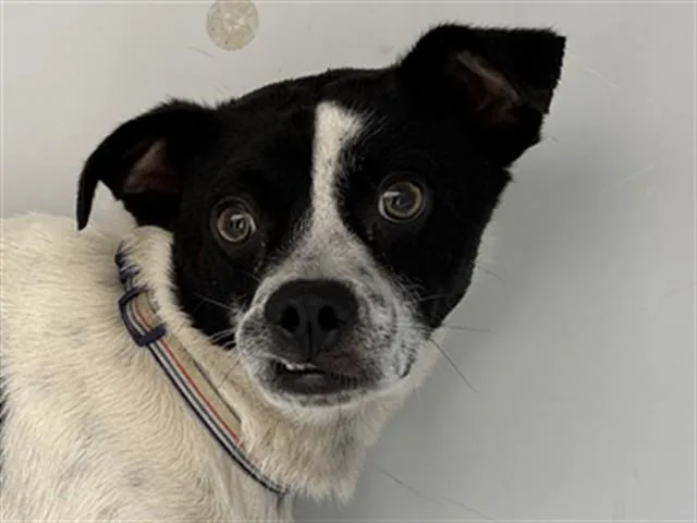 A young small-sized male Parson Russell Terrier dog named Jethro for adoption in Augusta, GA