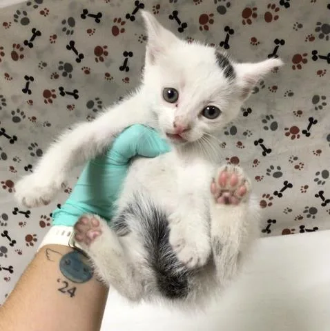 A baby small-sized male Domestic Short Hair cat named Gabriel for adoption in Riverside, CA