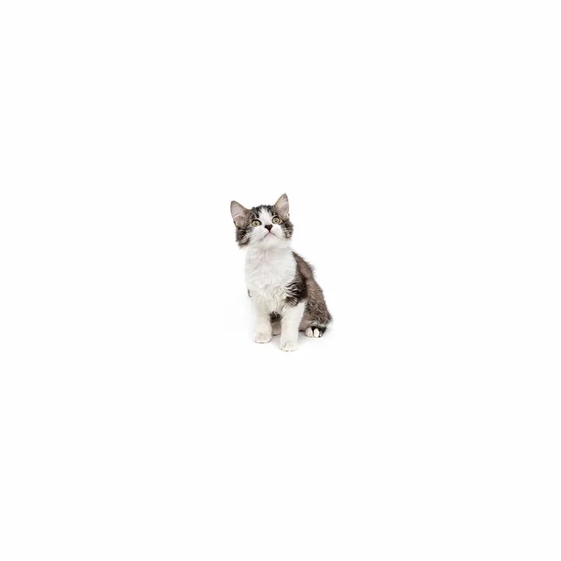 A baby small-sized female Black Domestic Medium Hair cat named Nat for adoption in Playa Vista, CA