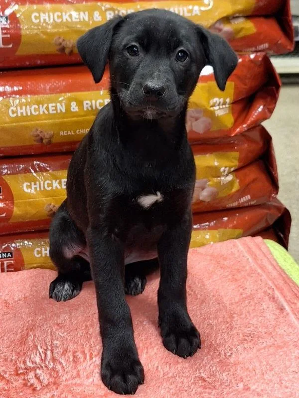 Mistletoe thumbnail 2