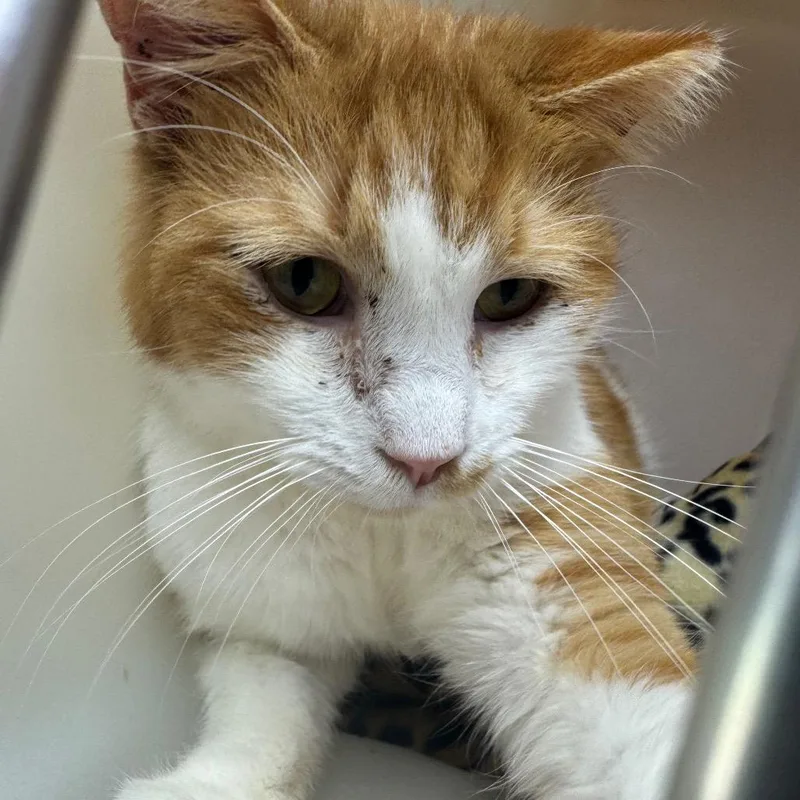 A senior medium-sized male Orange / Red Domestic Short Hair cat named Fred for adoption in Ridgely, MD