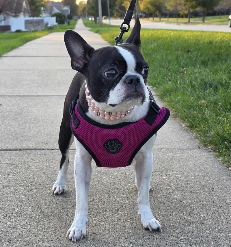 An adult small-sized female Boston Terrier dog named Beanie in IA for adoption in Elkhorn, NE