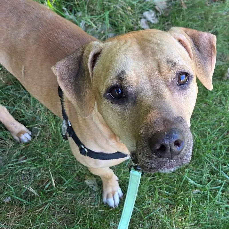 An adult large-sized male Brown / Chocolate Mixed Breed dog named Ghost for adoption in Mentor, OH