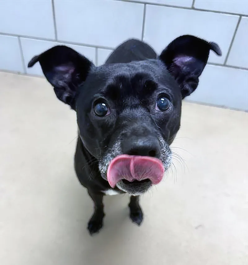 An adult medium-sized female Black Mixed Breed dog named Leona for adoption in Nashville, TN