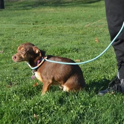 A young small-sized female Parson Russell Terrier dog named Summer for adoption in Elk Grove Village, IL