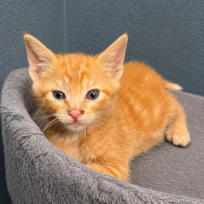A baby small-sized male Orange / Red Domestic Short Hair cat named Logan for adoption in Long Beach, CA