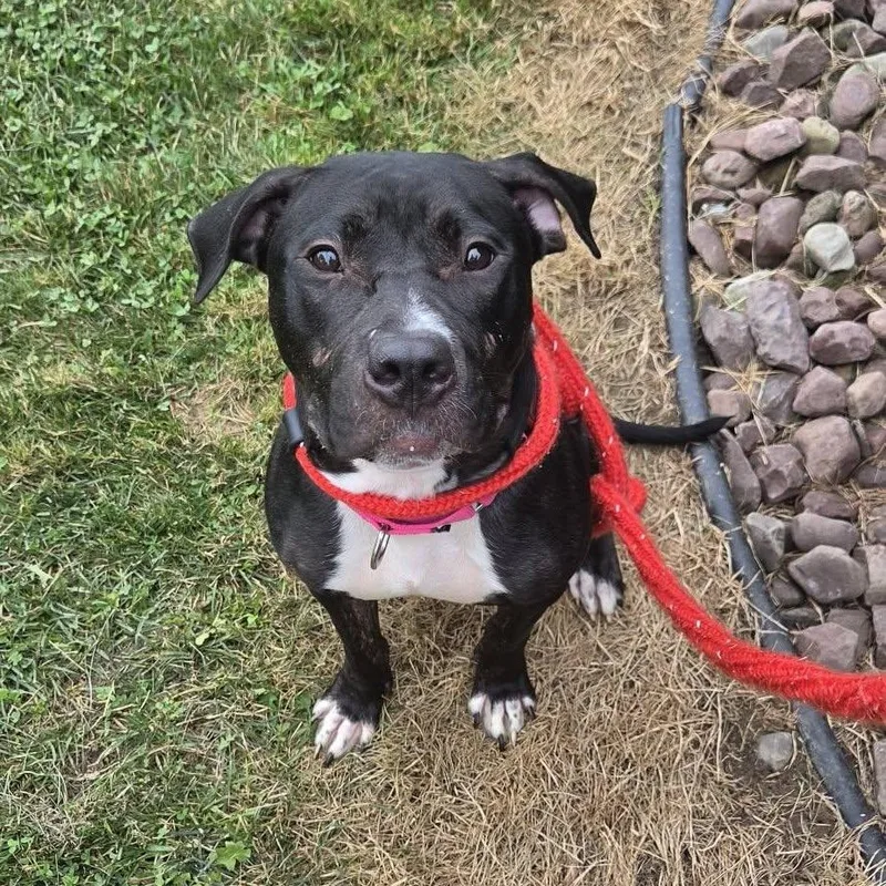 A young medium-sized female Terrier dog named Helena for adoption in North Syracuse, NY