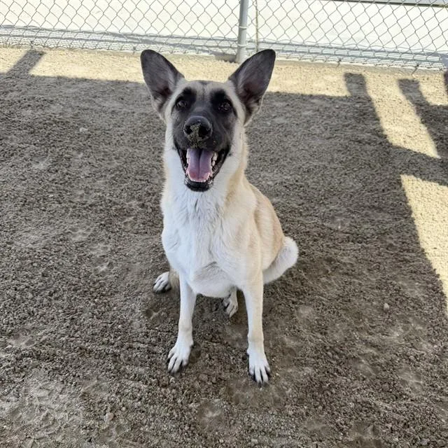 An adult small-sized female Shepherd dog named Violet for adoption in Thousand Palms, CA