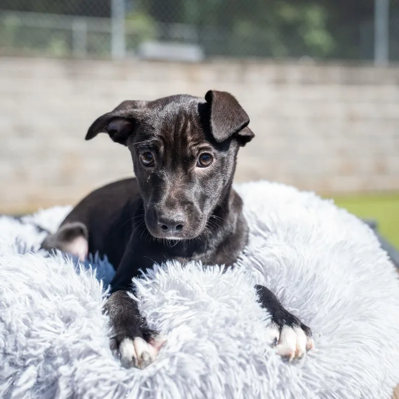 A baby medium-sized male Terrier dog named Abe for adoption in Gainesville, GA