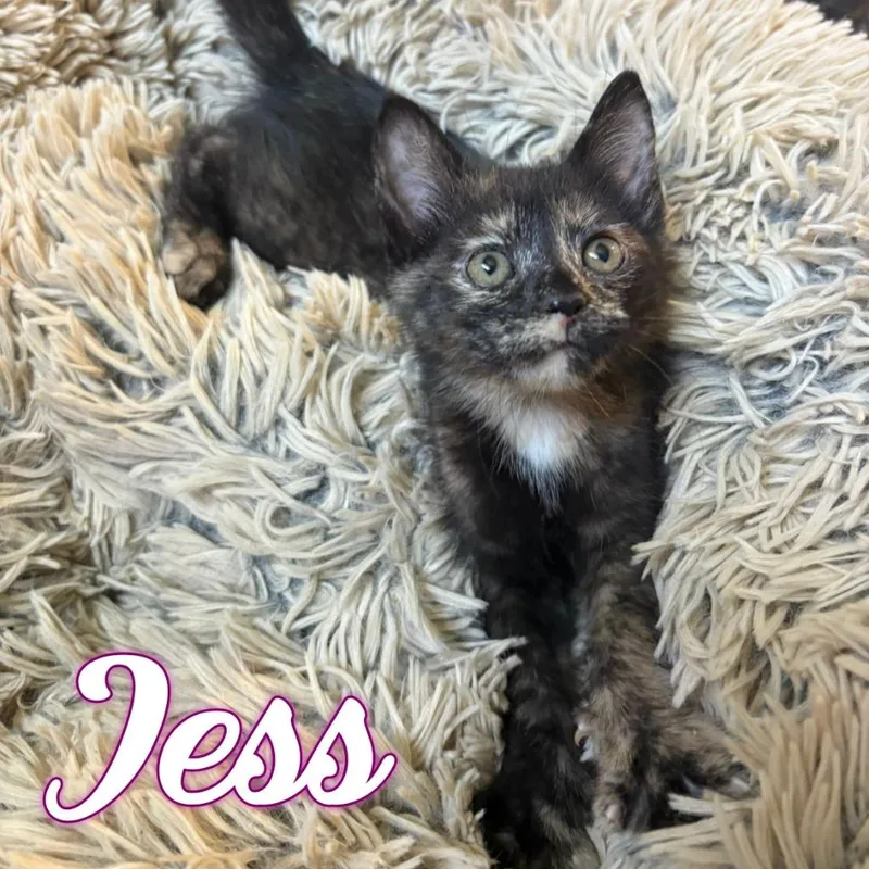 A baby small-sized female Domestic Short Hair cat named Jess for adoption in Hillsboro, OH