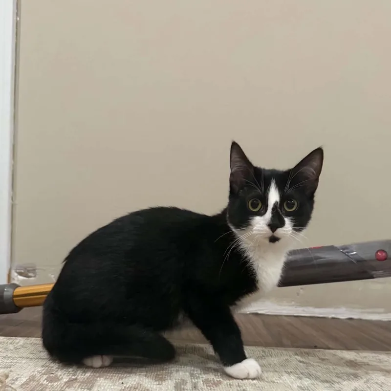 A baby small-sized female Black & White / Tuxedo Tuxedo cat named Jelly Bean for adoption in New Bedford, MA