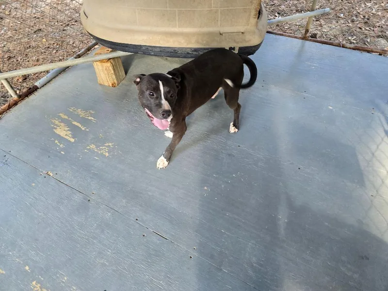 An adult medium-sized male Staffordshire Bull Terrier dog named Zz for adoption in Ruston, LA