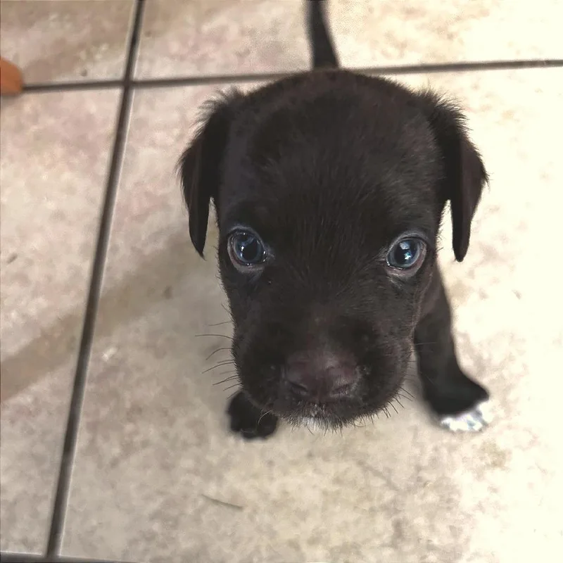 A baby medium-sized male Brown / Chocolate Mixed Breed dog named Barrett for adoption in Denison, TX