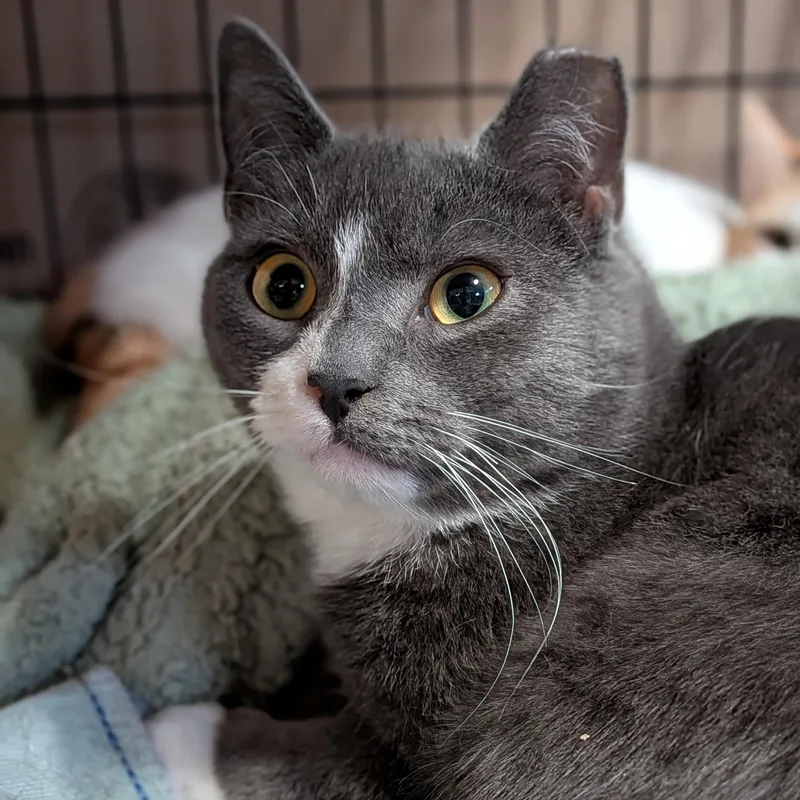 A young medium-sized male Gray & White Domestic Short Hair cat named Peeta for adoption in Newburgh, NY