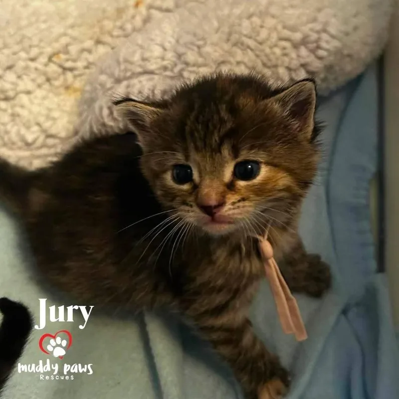 A baby small-sized female Domestic Short Hair cat named Legal Litter: Jury for adoption in Council Bluffs, IA