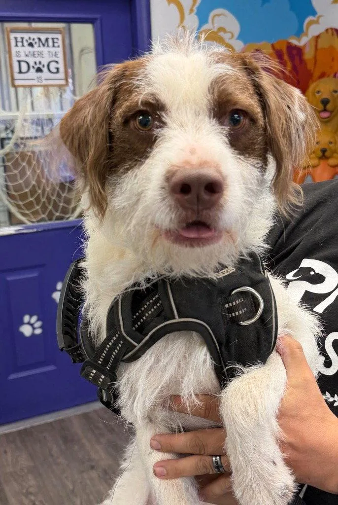 A young small-sized male Terrier dog named Buster for adoption in Saint George, UT