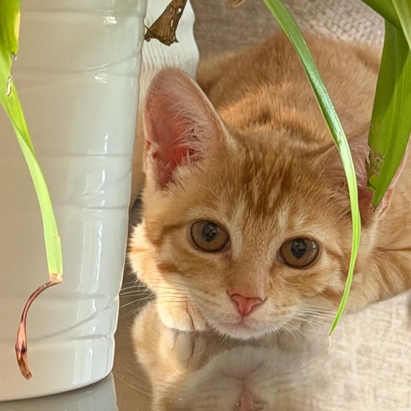 A baby small-sized female Orange / Red Domestic Short Hair cat named Amber for adoption in Marshall, VA