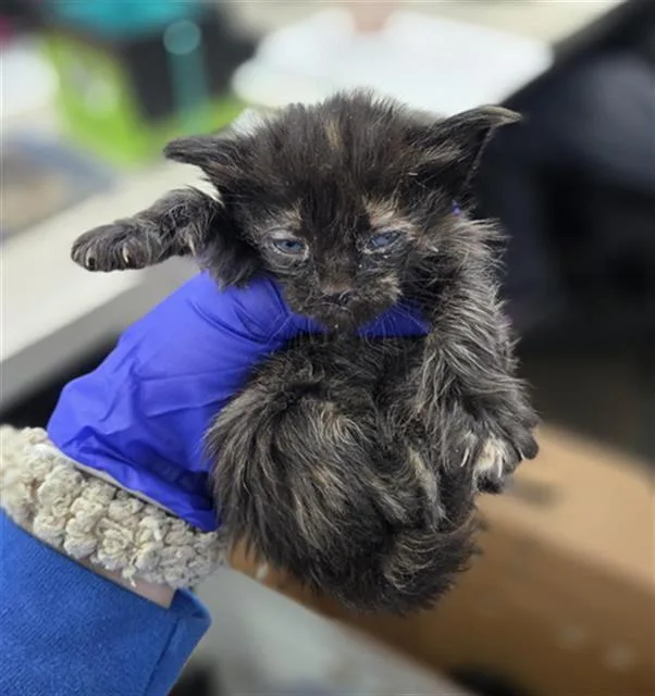 A baby medium-sized female Domestic Medium Hair cat named Caledonia for adoption in Dallas, TX