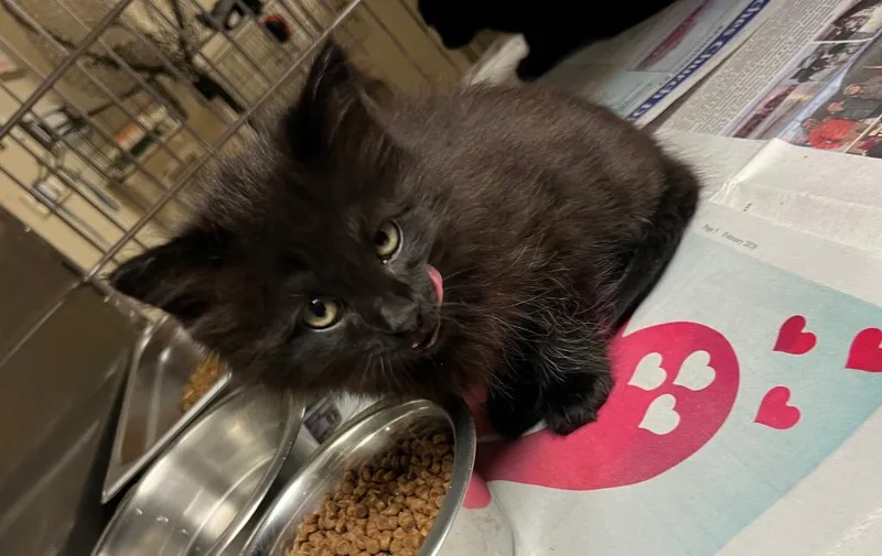 A baby large-sized female Domestic Long Hair cat named Hatsu for adoption in Nacogdoches, TX