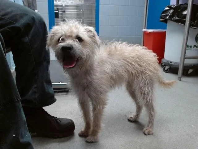 A young small-sized female Silky Terrier dog named Nala for adoption in Albuquerque, NM