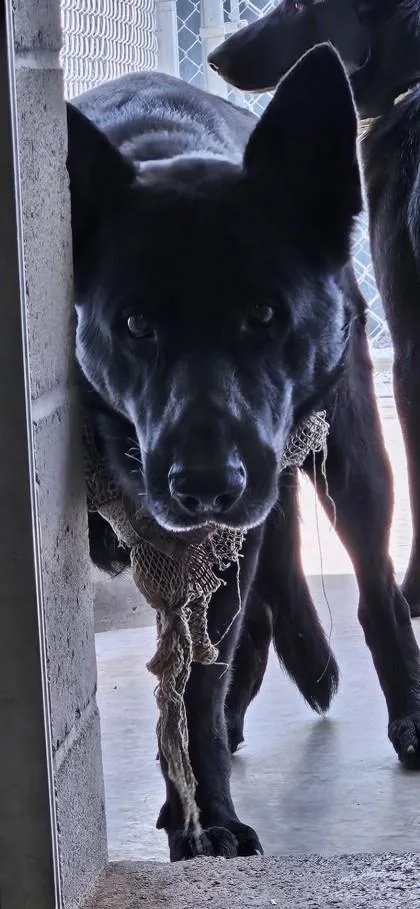 An adult large-sized male German Shepherd Dog dog named Shadow for adoption in Edgewood, NM