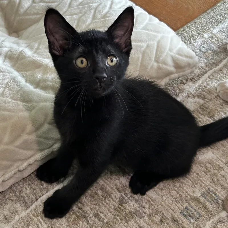 A baby small-sized male Black Domestic Short Hair cat named Dip for adoption in La Grange, KY