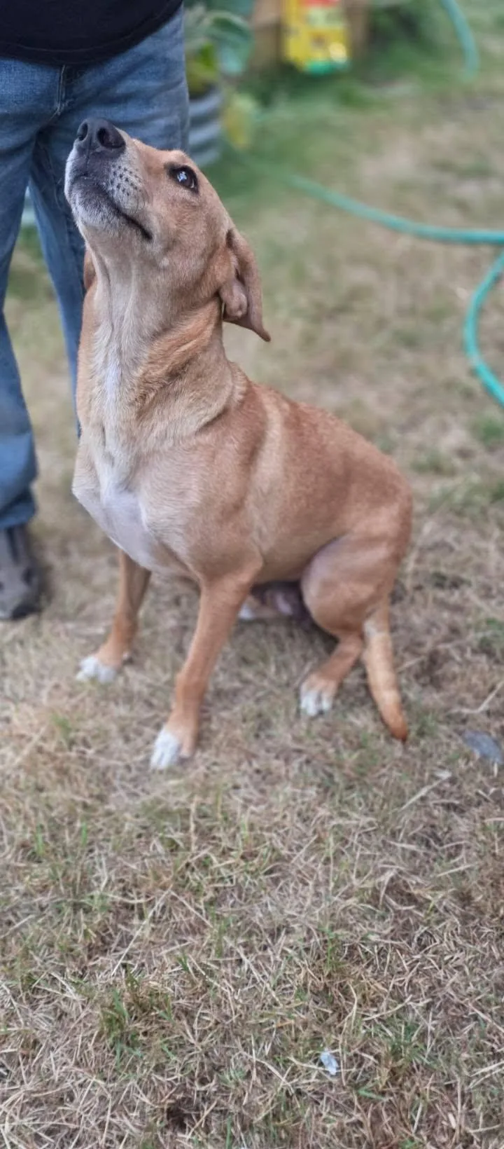 An adult medium-sized female Golden Mixed Breed dog named Goldie for adoption in Rochester, WA
