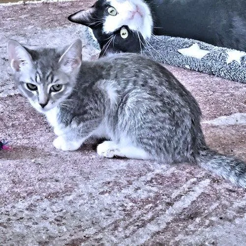 A baby medium-sized female Tabby (Gray / Blue / Silver) Tabby cat named Susan for adoption in Rutherfordton, NC