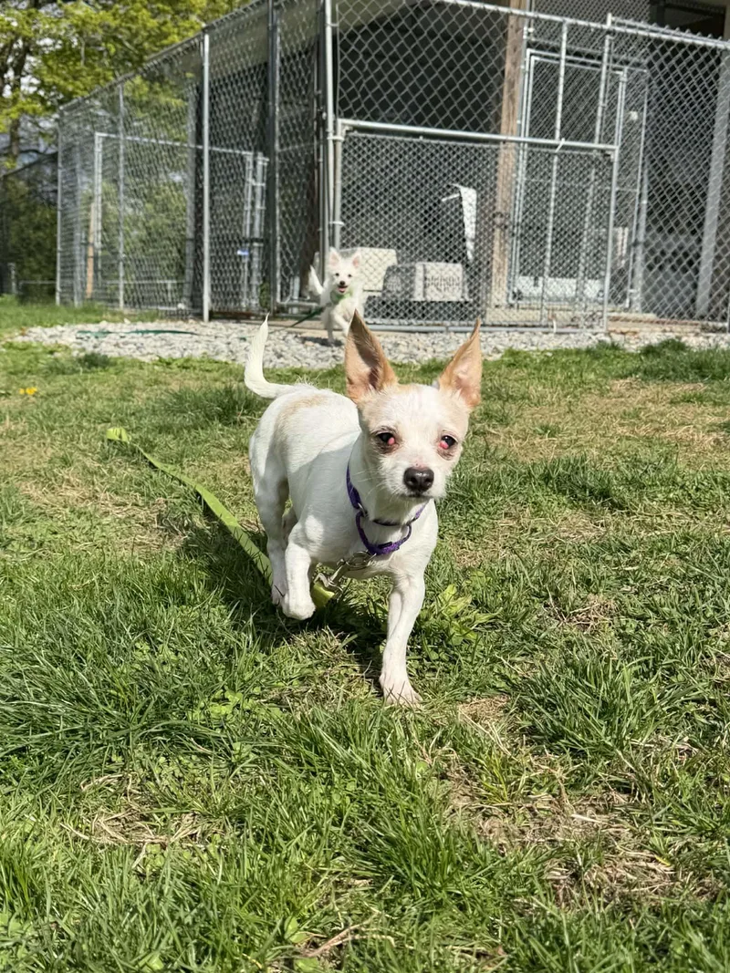 An adult small-sized female Maltese dog named Cindy Brady Bunch for adoption in Terryville, CT