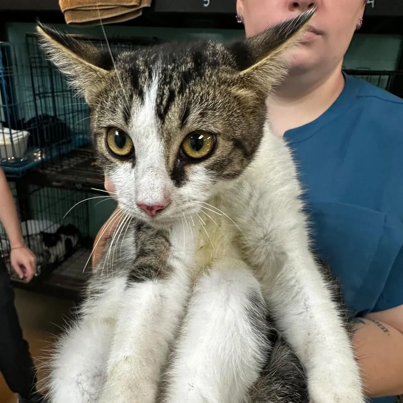 A young medium-sized male Gray / Blue / Silver Domestic Short Hair cat named Tristan for adoption in Gadsden, AL