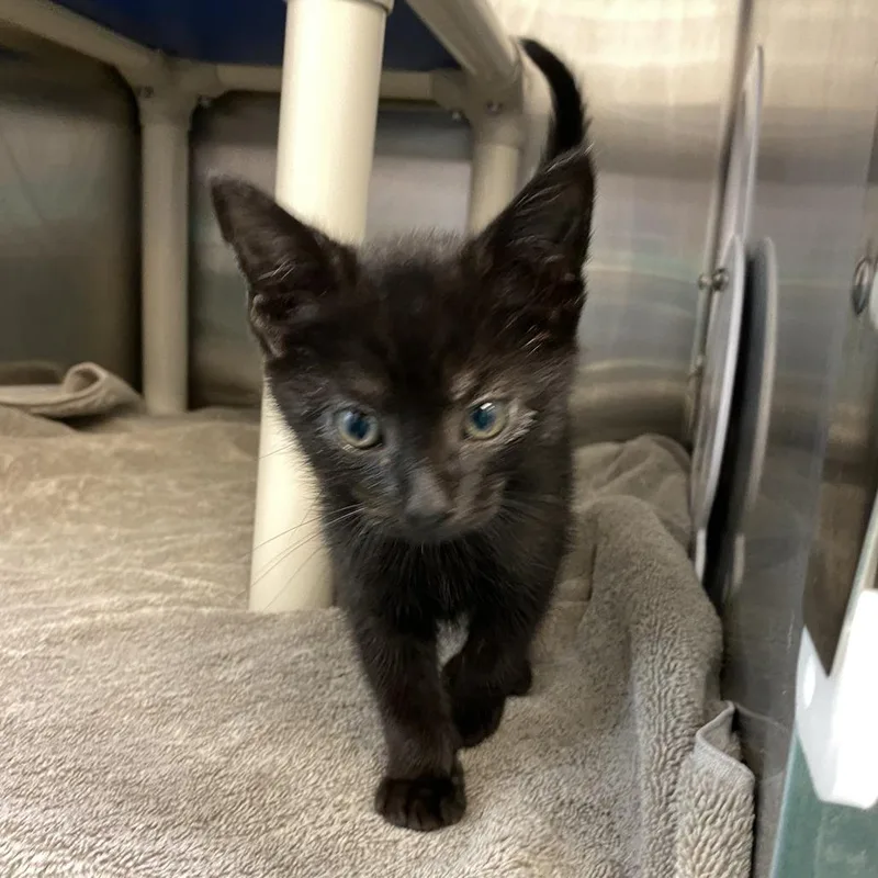 A baby small-sized male Black Domestic Short Hair cat named Knight FKA Spunky for adoption in Philadelphia, PA