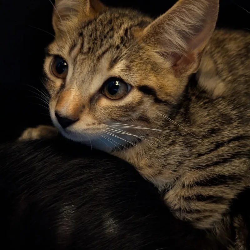 A baby small-sized male Brown / Chocolate Domestic Short Hair cat named Captain for adoption in Hamburg, NY