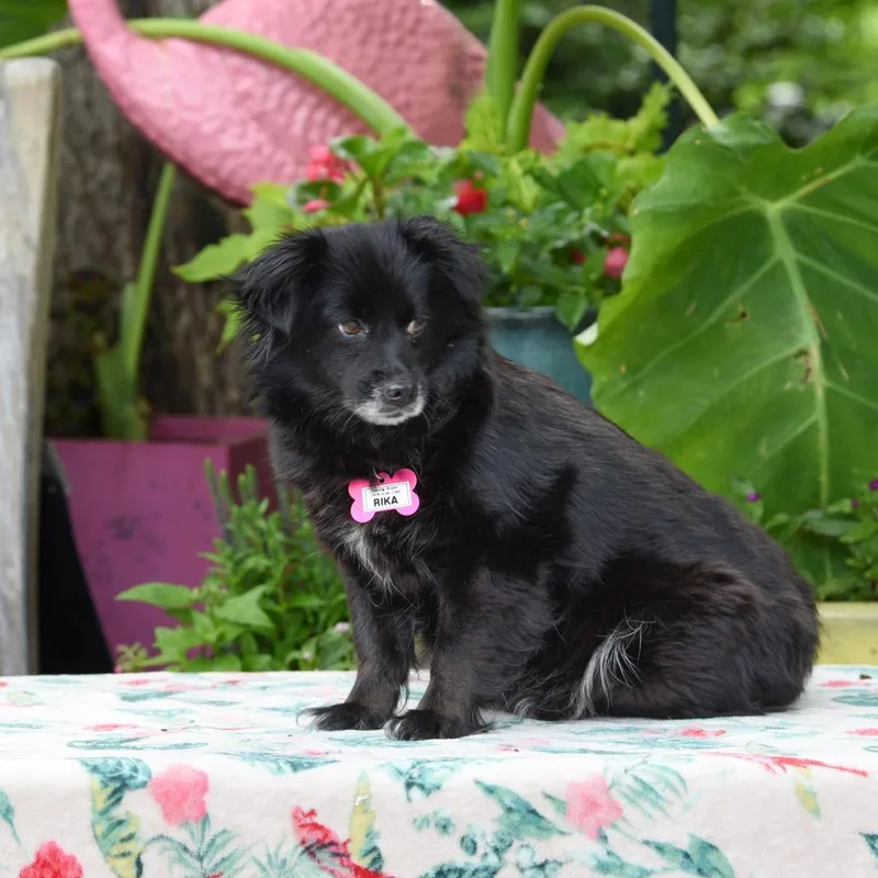 A senior small-sized female Black Pekingese dog named Rika for adoption in Wake Forest, NC