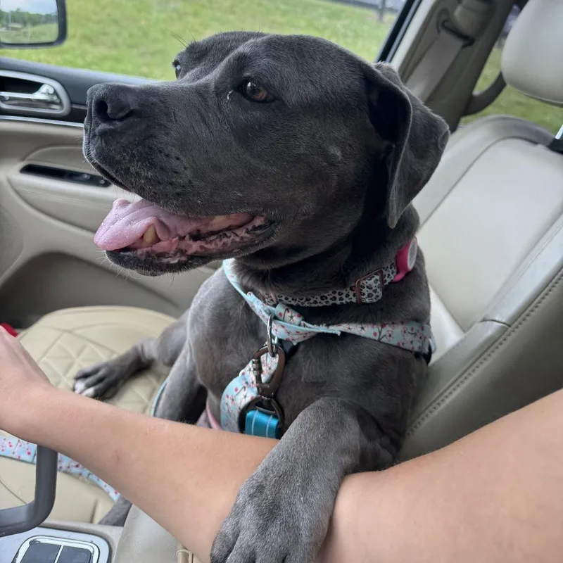An adult large-sized female Black Boxer dog named Binky for adoption in York, PA